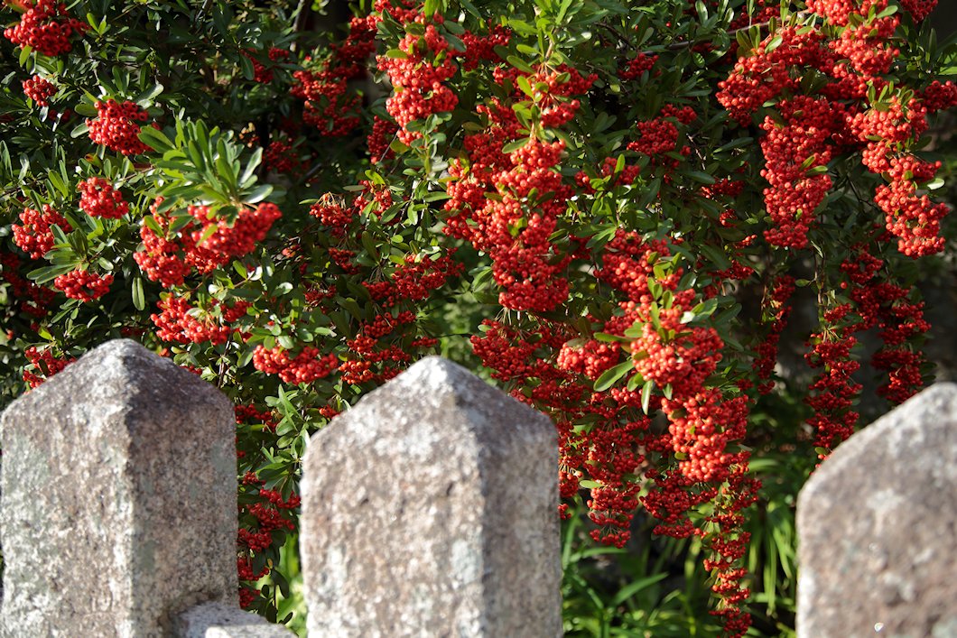 ���_�БO�@�H�T�̎�