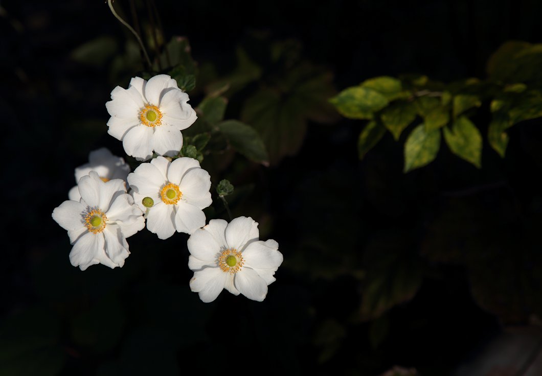 �V�J���@�V���E���C�M�N