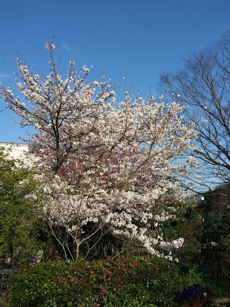 �l���̖V������̍�