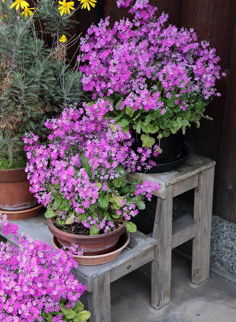 �T�N���\�E