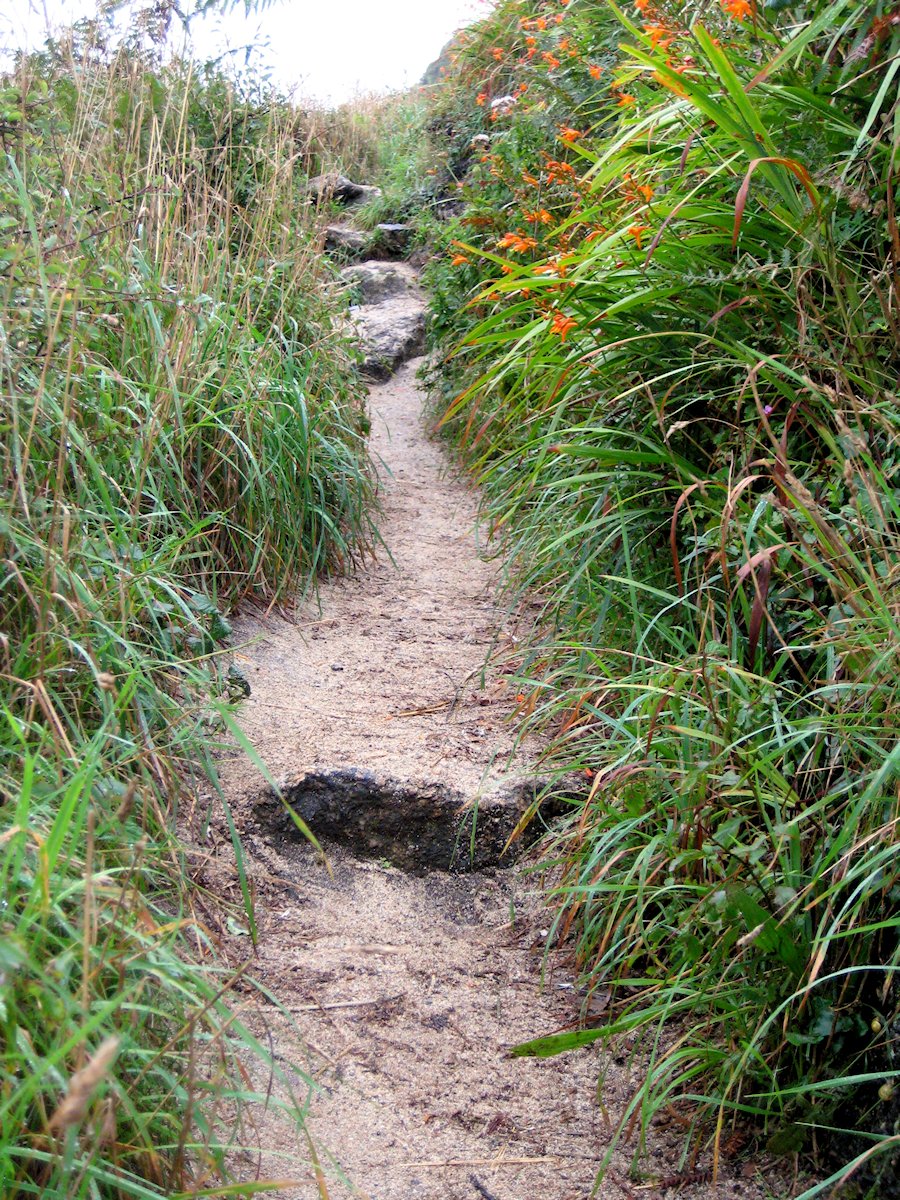 �|�[�X�J�[�m�̍���֎��鏬���@�@�R�[���E�H�[��