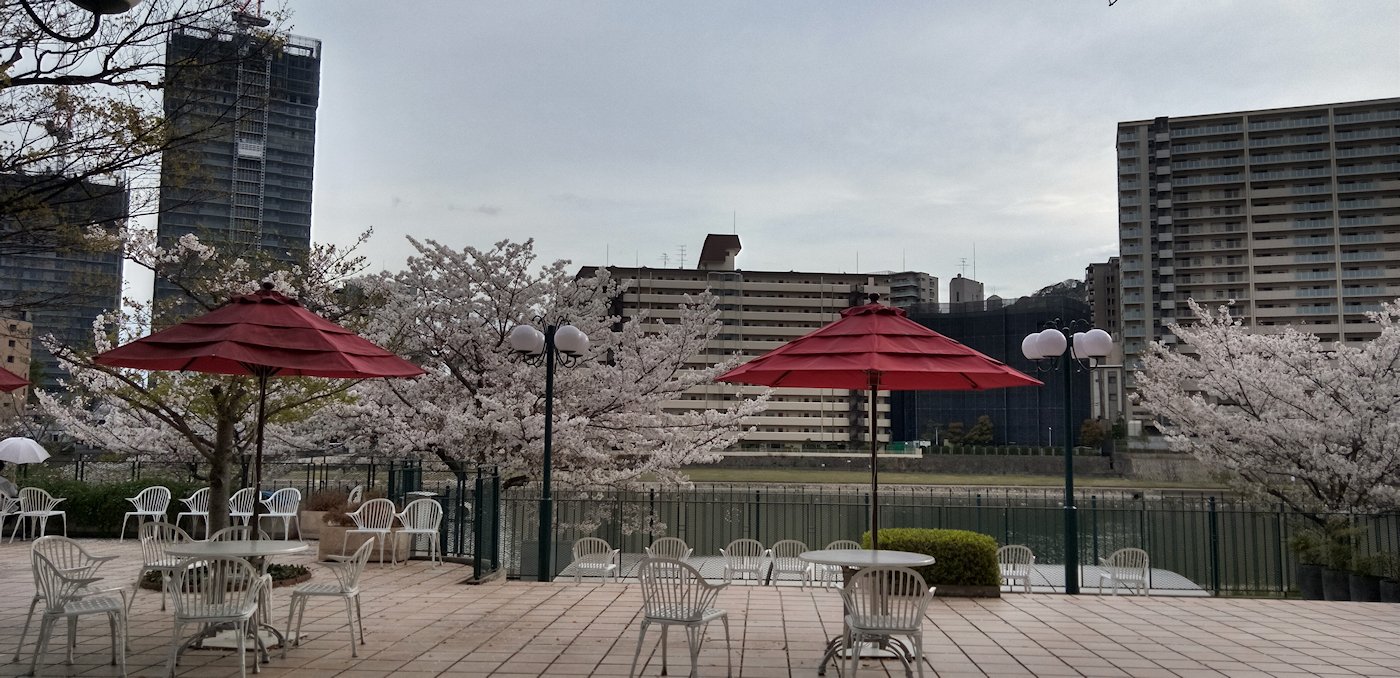 �����̌���̖k���e���X�@�͂Ȃ݂̂��͎U���Ă��܂����@�����͍炢�Ă��܂����@�S���P�P��